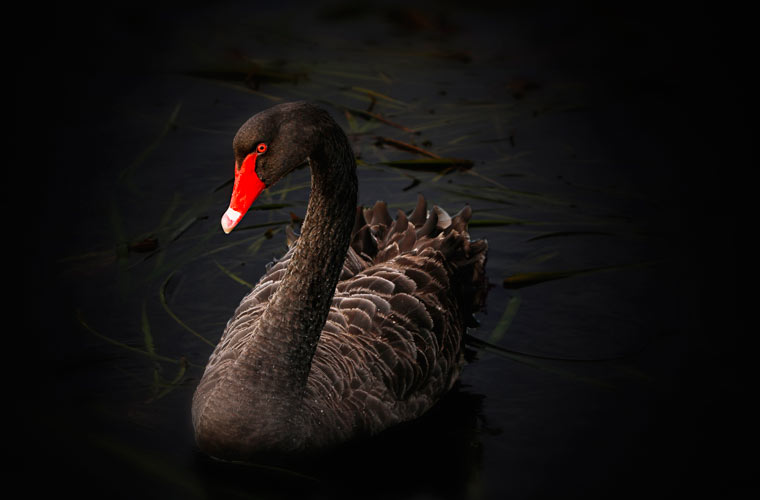cygne noir sur fond noir