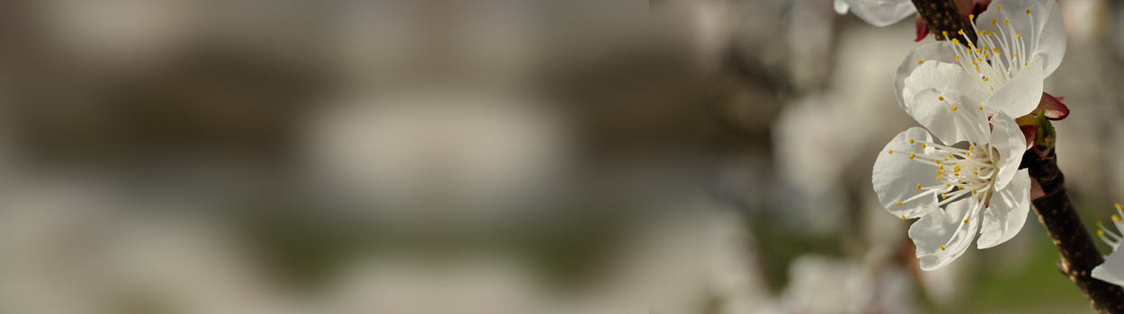 gros plan d'une fleur de cerisier