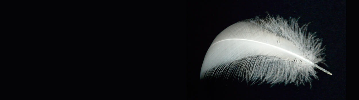 plume blanche de cygne sur fond noir 